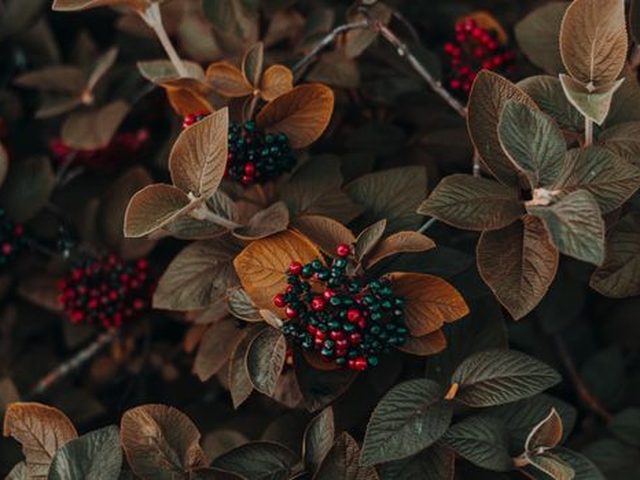 Blackberries