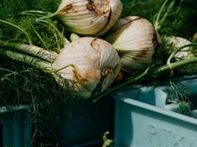 Fennel