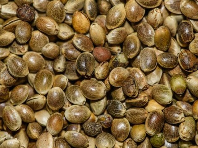 Hemp Seeds
