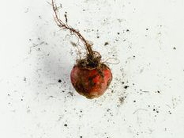 Jicama