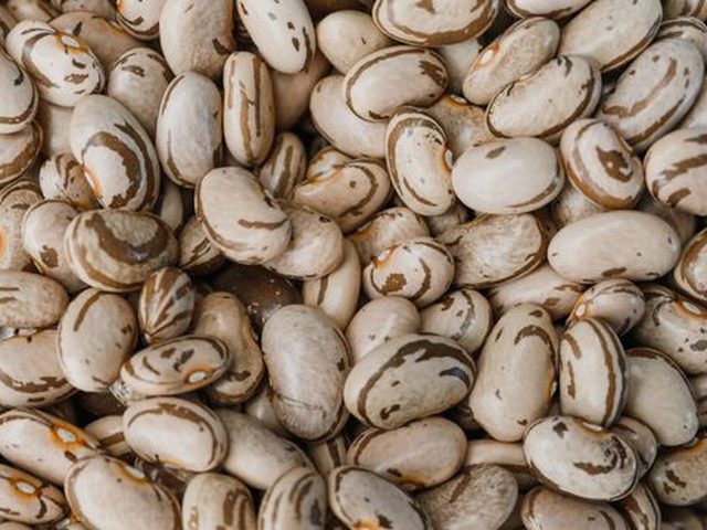Pinto Beans