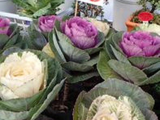 Raw Cabbage