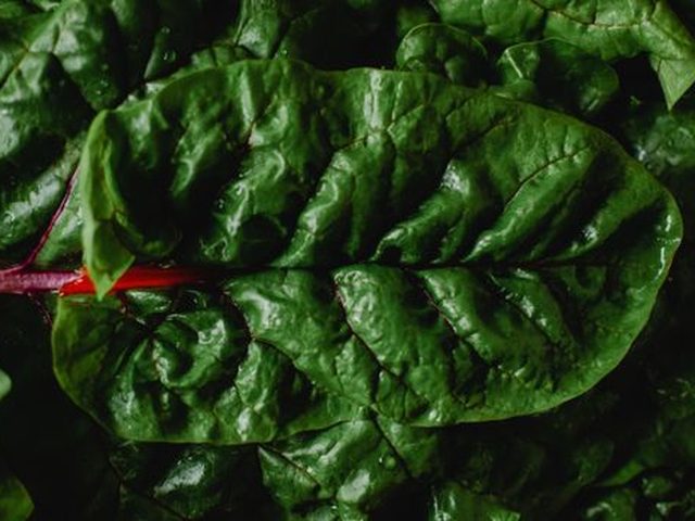 Swiss Chard