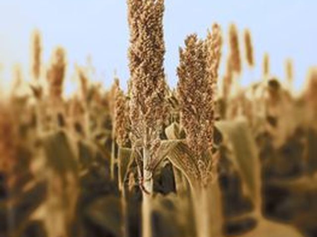 Teff