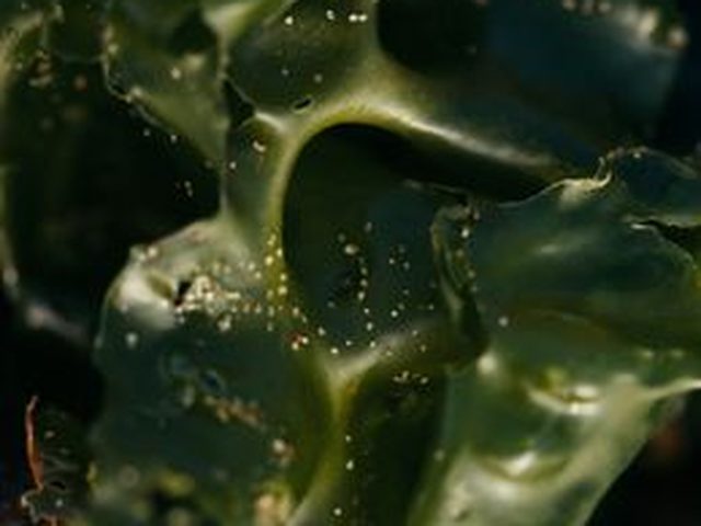 Wakame Seaweed